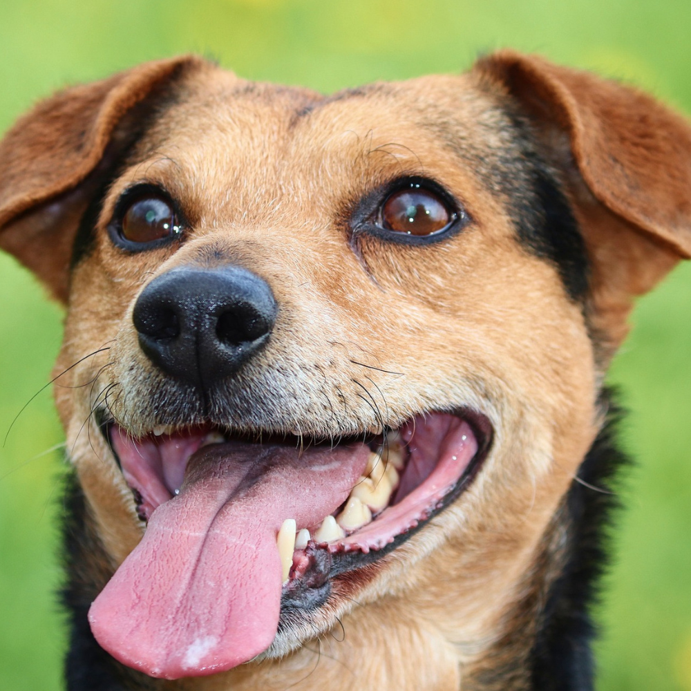Hunde