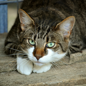Katzen