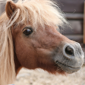 Pferde